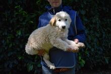 LEISA, Hund, Maremmano-Mix in Italien - Bild 10