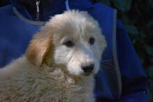 LEISA, Hund, Maremmano-Mix in Italien - Bild 11