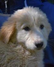 LEISA, Hund, Maremmano-Mix in Italien - Bild 12