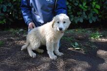 LEISA, Hund, Maremmano-Mix in Italien - Bild 2
