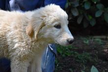 LEISA, Hund, Maremmano-Mix in Italien - Bild 3