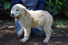 LEISA, Hund, Maremmano-Mix in Italien - Bild 4