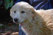 LEISA, Hund, Maremmano-Mix in Italien - Bild 5