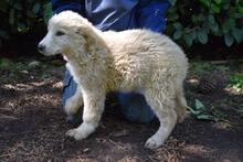 LEISA, Hund, Maremmano-Mix in Italien - Bild 6