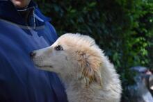 LEISA, Hund, Maremmano-Mix in Italien - Bild 7