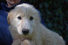 LEISA, Hund, Maremmano-Mix in Italien - Bild 8