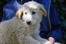 LEISA, Hund, Maremmano-Mix in Italien - Bild 9