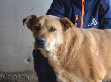 JUNIUS, Hund, Mischlingshund in Italien - Bild 1