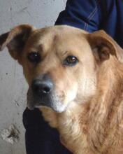 JUNIUS, Hund, Mischlingshund in Italien - Bild 2