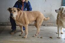 JUNIUS, Hund, Mischlingshund in Italien - Bild 3