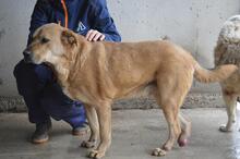 JUNIUS, Hund, Mischlingshund in Italien - Bild 4
