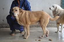 JUNIUS, Hund, Mischlingshund in Italien - Bild 6