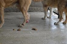 JUNIUS, Hund, Mischlingshund in Italien - Bild 7