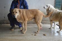 JUNIUS, Hund, Mischlingshund in Italien - Bild 8