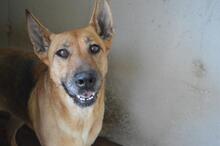 JIMENA, Hund, Deutscher Schäferhund-Mix in Italien - Bild 1
