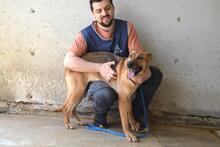 JIMENA, Hund, Deutscher Schäferhund-Mix in Italien - Bild 10