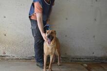 JIMENA, Hund, Deutscher Schäferhund-Mix in Italien - Bild 11
