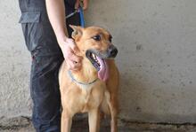 JIMENA, Hund, Deutscher Schäferhund-Mix in Italien - Bild 12