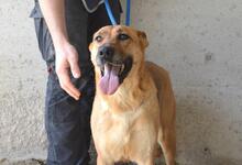 JIMENA, Hund, Deutscher Schäferhund-Mix in Italien - Bild 13