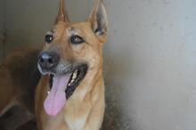 JIMENA, Hund, Deutscher Schäferhund-Mix in Italien - Bild 14