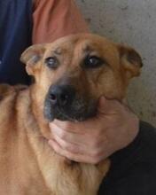JIMENA, Hund, Deutscher Schäferhund-Mix in Italien - Bild 16