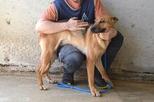 JIMENA, Hund, Deutscher Schäferhund-Mix in Italien - Bild 2