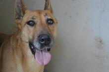 JIMENA, Hund, Deutscher Schäferhund-Mix in Italien - Bild 3