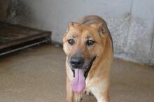 JIMENA, Hund, Deutscher Schäferhund-Mix in Italien - Bild 4