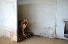 JIMENA, Hund, Deutscher Schäferhund-Mix in Italien - Bild 5