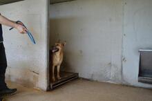 JIMENA, Hund, Deutscher Schäferhund-Mix in Italien - Bild 6