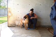 JIMENA, Hund, Deutscher Schäferhund-Mix in Italien - Bild 7