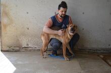 JIMENA, Hund, Deutscher Schäferhund-Mix in Italien - Bild 8