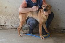 JIMENA, Hund, Deutscher Schäferhund-Mix in Italien - Bild 9