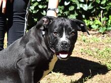 CHARWEN, Hund, Molosser-Mix in Italien - Bild 1
