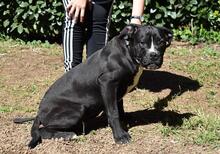 CHARWEN, Hund, Molosser-Mix in Italien - Bild 10