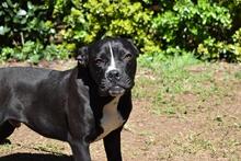 CHARWEN, Hund, Molosser-Mix in Italien - Bild 11
