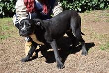 CHARWEN, Hund, Molosser-Mix in Italien - Bild 2