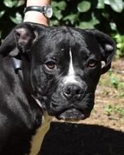 CHARWEN, Hund, Molosser-Mix in Italien - Bild 3