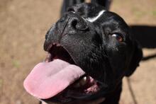 CHARWEN, Hund, Molosser-Mix in Italien - Bild 4