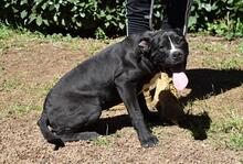 CHARWEN, Hund, Molosser-Mix in Italien - Bild 5