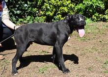 CHARWEN, Hund, Molosser-Mix in Italien - Bild 6