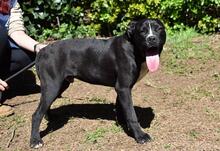 CHARWEN, Hund, Molosser-Mix in Italien - Bild 8