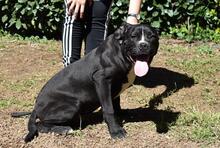 CHARWEN, Hund, Molosser-Mix in Italien - Bild 9