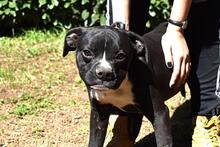 CEDRICK, Hund, Molosser-Mix in Italien - Bild 1