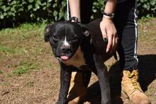 CEDRICK, Hund, Molosser-Mix in Italien - Bild 10