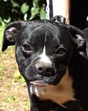 CEDRICK, Hund, Molosser-Mix in Italien - Bild 11