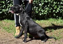 CEDRICK, Hund, Molosser-Mix in Italien - Bild 2