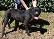 CEDRICK, Hund, Molosser-Mix in Italien - Bild 3