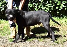 CEDRICK, Hund, Molosser-Mix in Italien - Bild 4