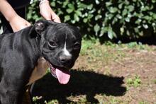CEDRICK, Hund, Molosser-Mix in Italien - Bild 5